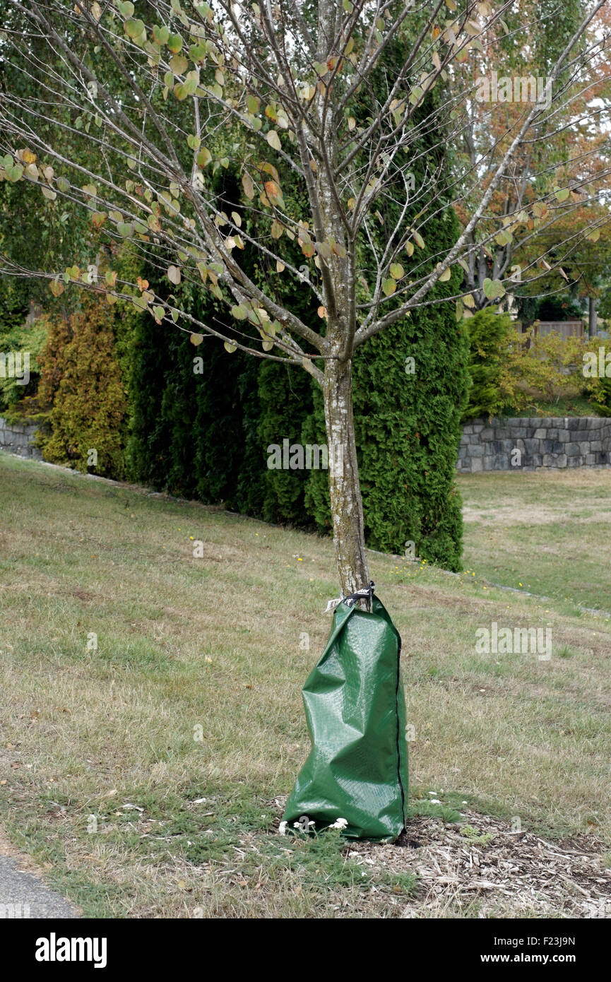 Trockene jungen Baum mit slow-release-Bewässerung Tasche zu seinen Rüssel im Sommer dürre, Vancouver, BC, Kanada angeschlossen Stockfoto