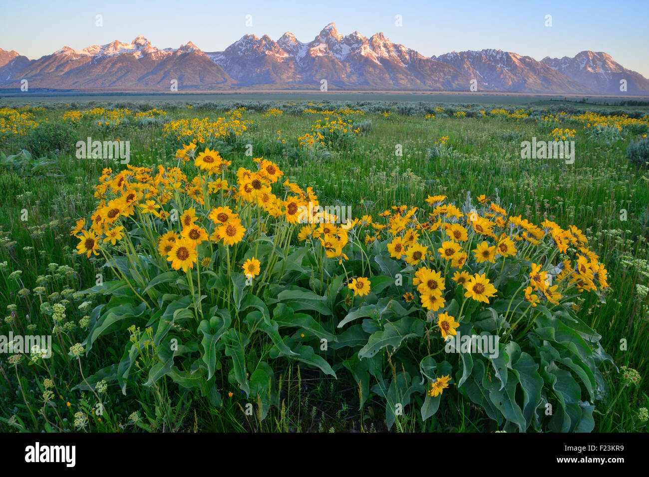 Balsm Root Blumen blühen Anfang Juni im Grand Teton National Park nördlich von Jackson, Wyoming Stockfoto