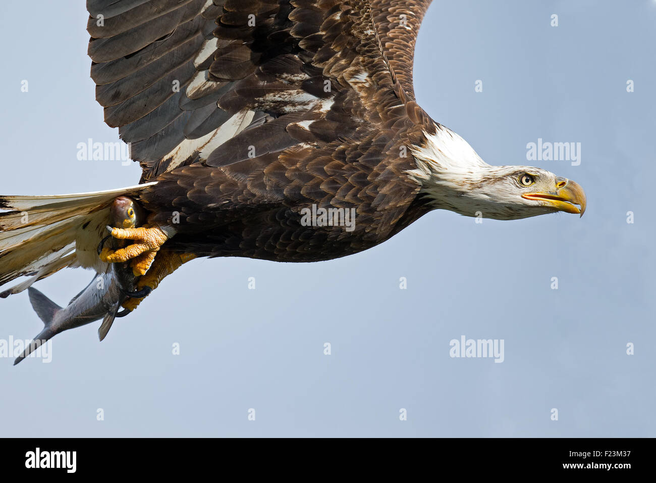 Weißkopfseeadler im Flug mit Fisch in Krallen Stockfoto