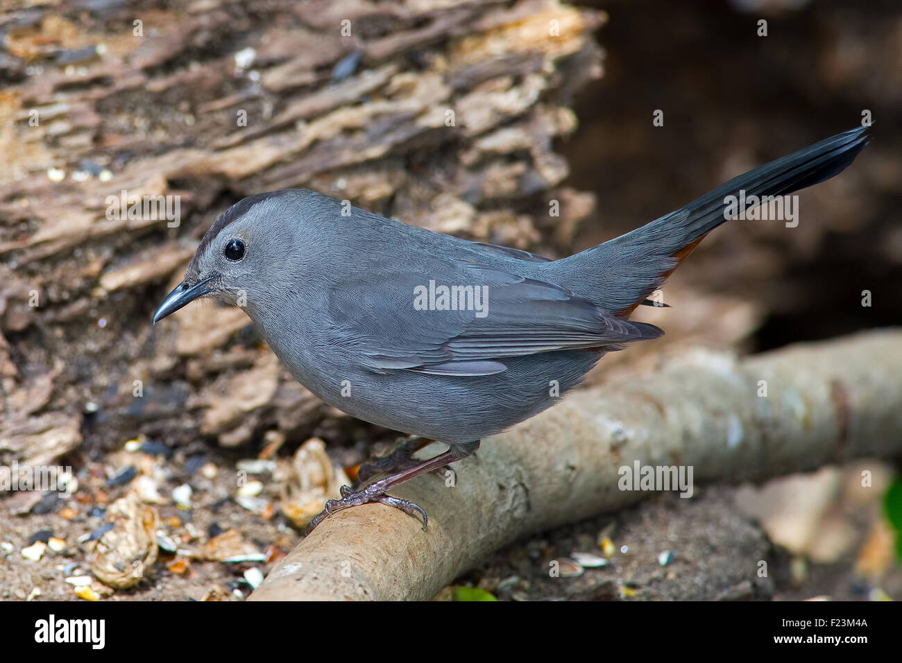 Graues Catbird Stockfoto