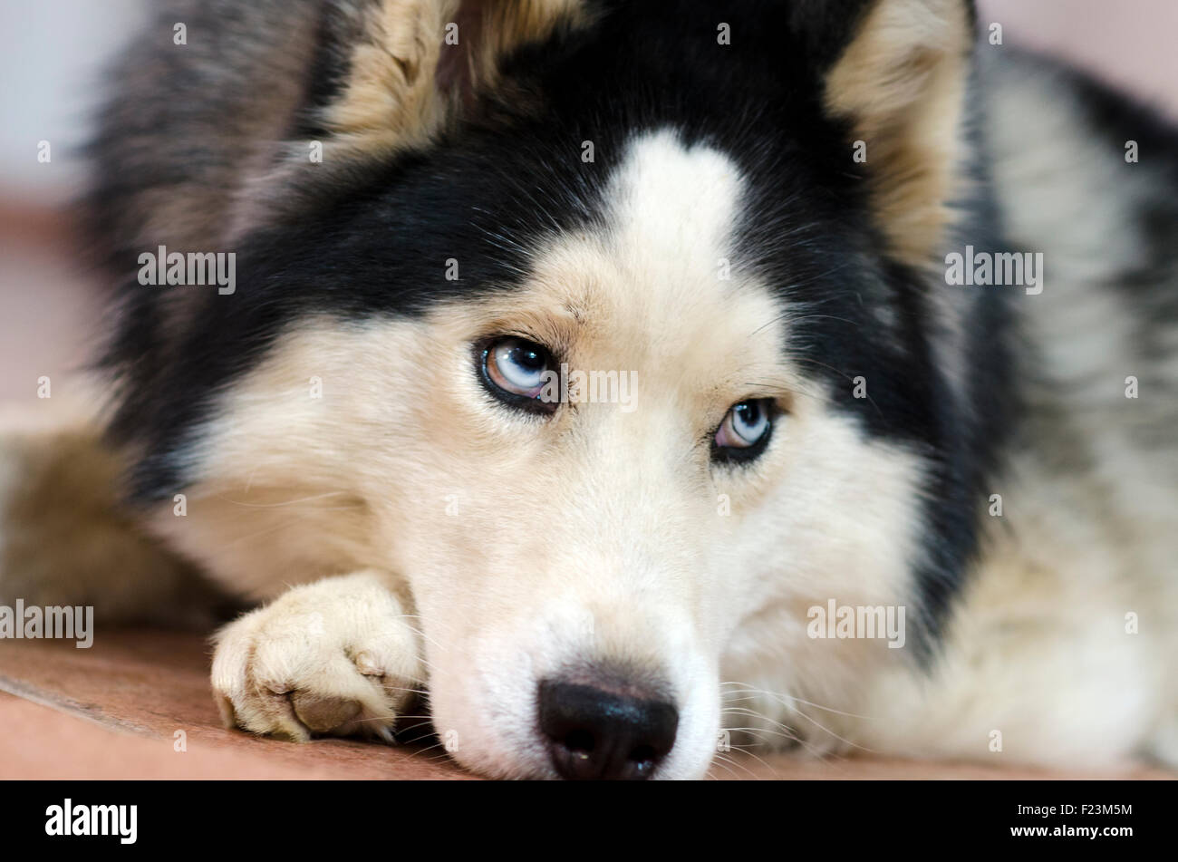 Cloes-Up Portrait eine entzückende Siberian Husky mit schönen blauen Augen. Stockfoto