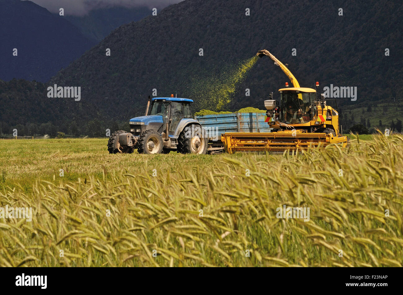 Bauern ernten eine Ernte von Triticale für Silage in einem Milchviehbetrieb West Coast, Südinsel, Neuseeland Stockfoto