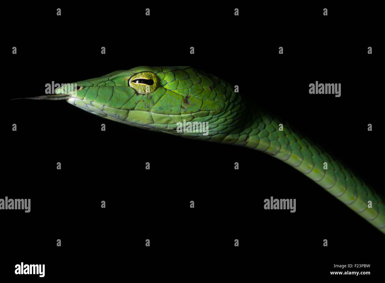 Eine große orientalische Rebe Schlange (Ahaetulla Prasina) in der Nacht im Dschungel gefunden. Stockfoto