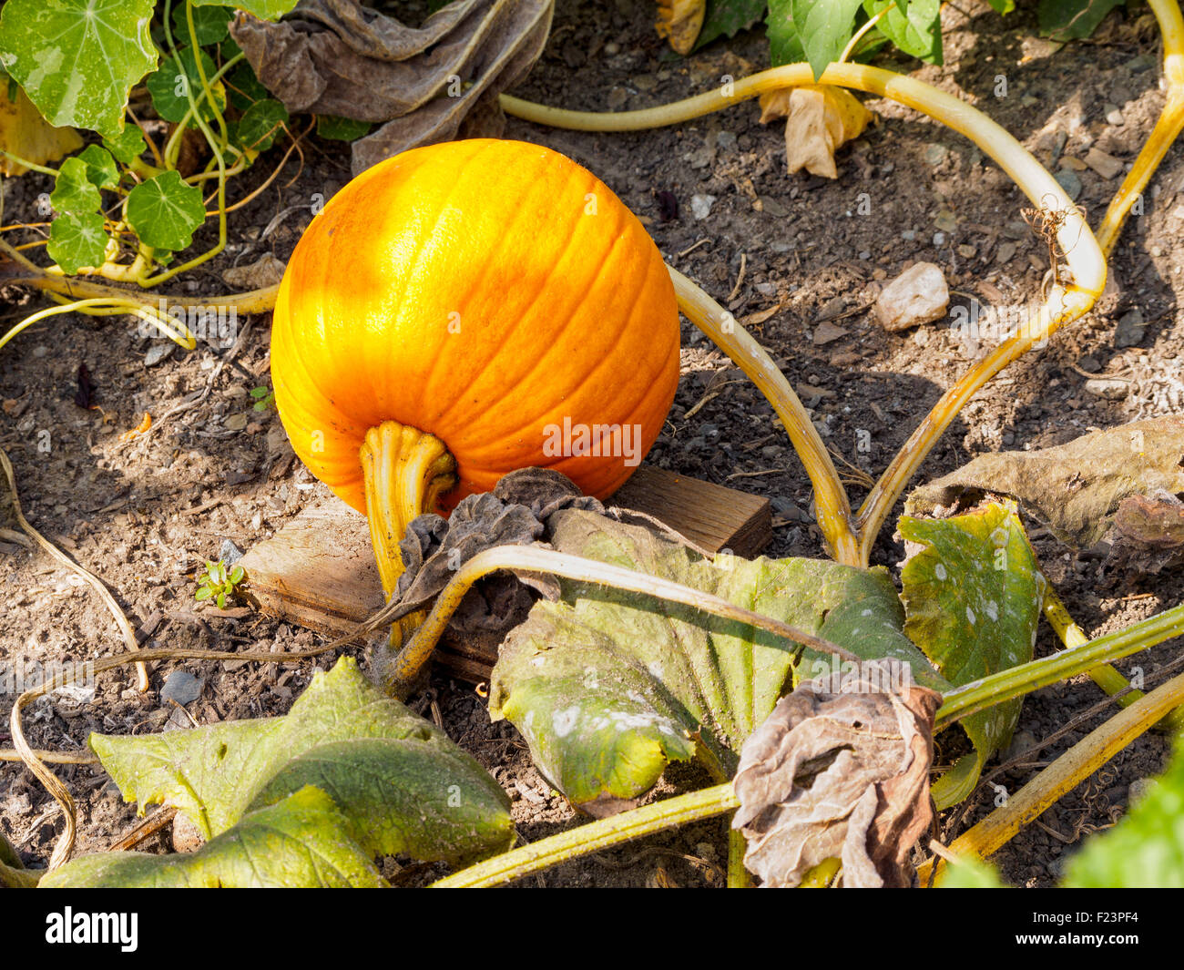 Reife orange Kürbis wachsen in einem Kürbisfeld. Halloween Herbst Herbst Konzept. Stockfoto