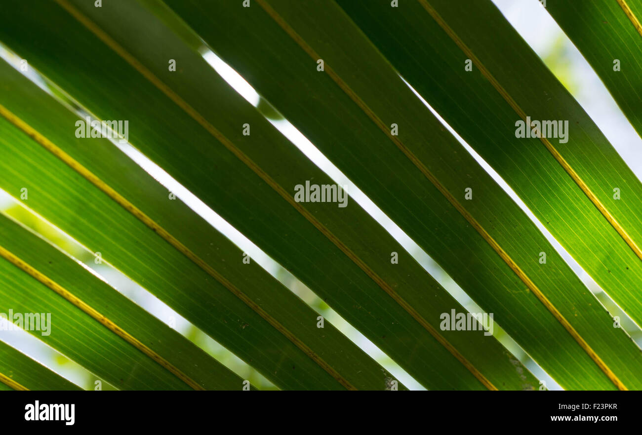 Hintergrund der Palme Blätter Nahaufnahme Stockfoto