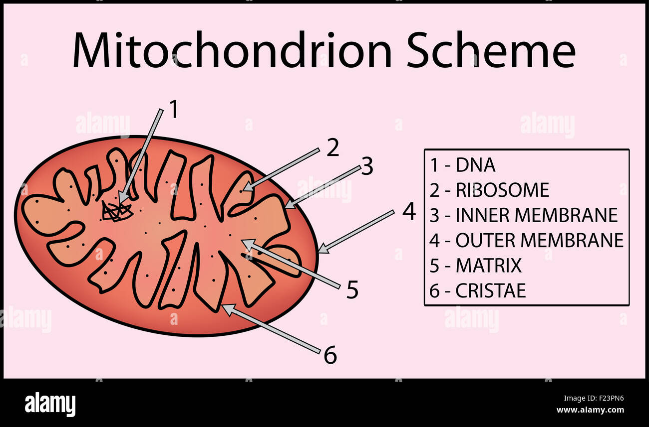 Struktur mitochondrium Organell. Anatomie der Mitochondrien Stockfoto