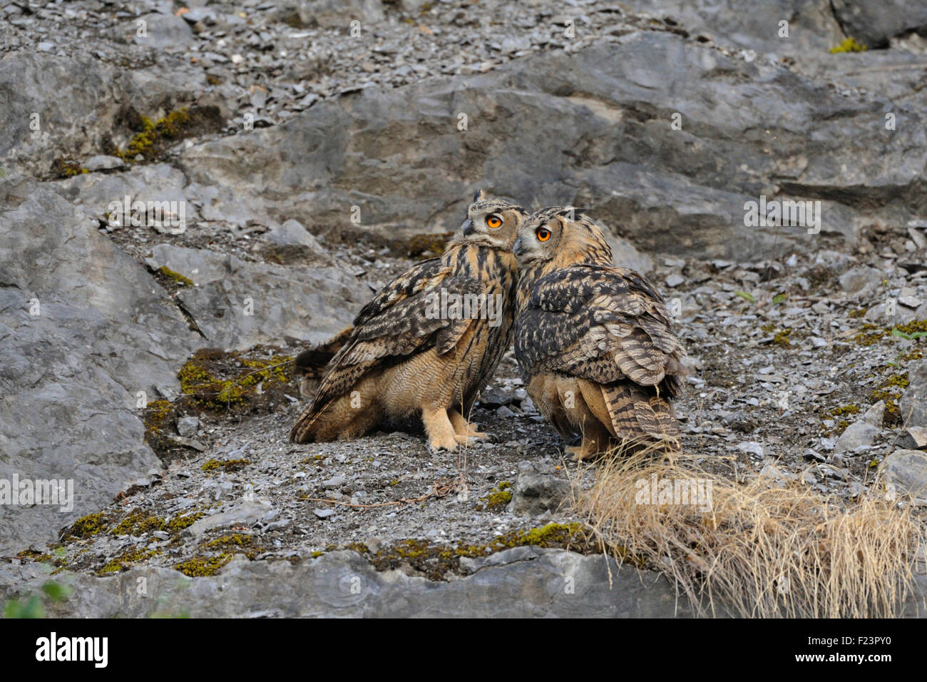 Zwei Uhu / Europäischer Uhu (Bubo Bubo) sitzen in einem alten Steinbruch und machen Pläne, Tierwelt, Europa. Stockfoto