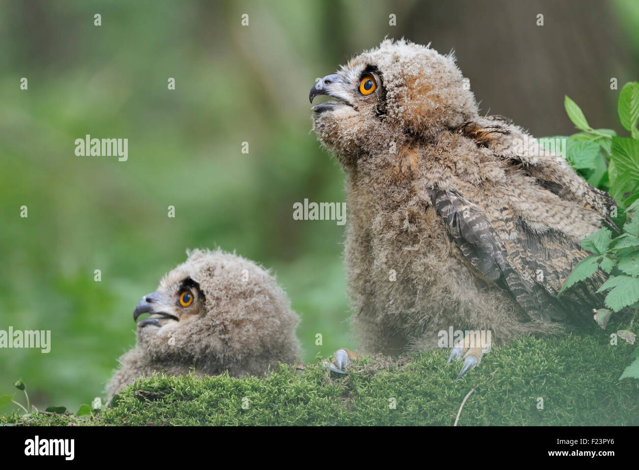 Zwei Jungvögel, Küken der Nördlichen Uhu ( Bubo bubo ), die mit weit offenen Augen auf dem Boden in einem grünen natürlichen Wald sitzen. Stockfoto