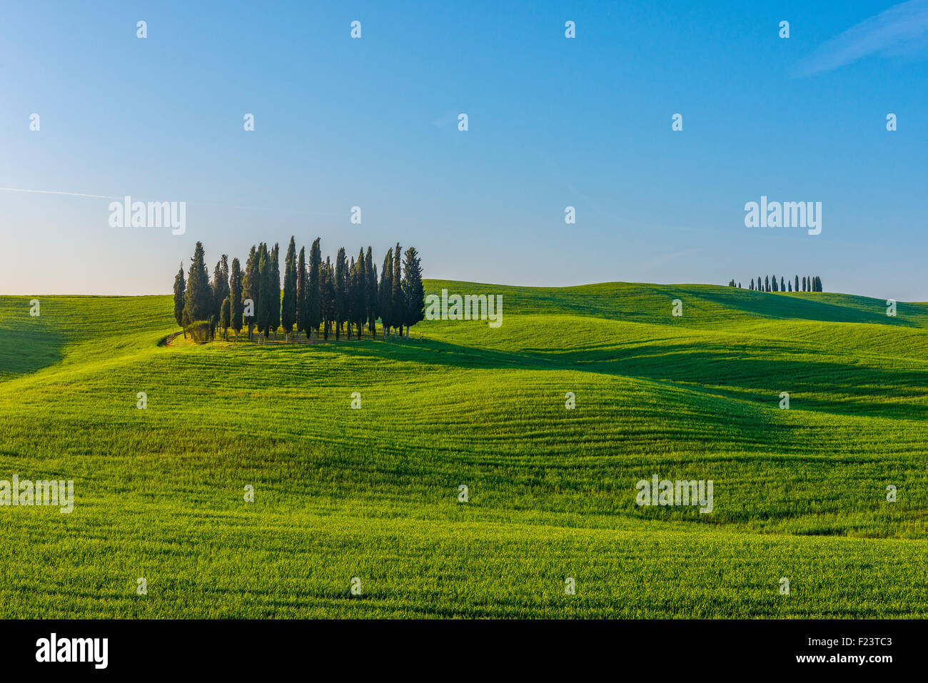 Zypressen und grünen Hügeln, Ansicht des Orcia-Tals, Orcia-Tals, Toskana, Italien Stockfoto