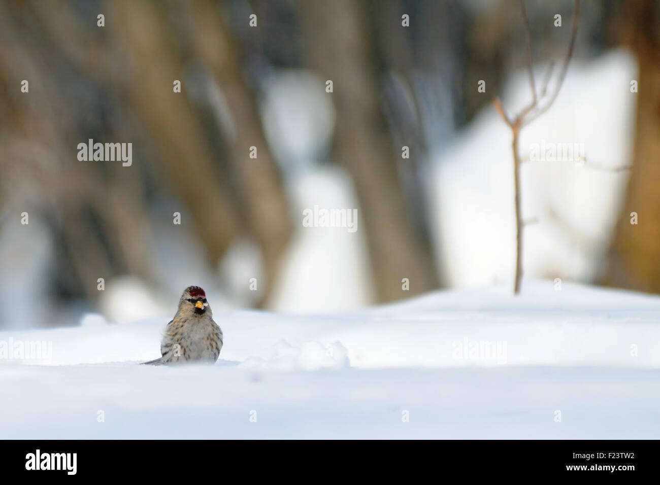 Winter-Redpoll in schneebedeckten Feld in der Nähe von Wald Stockfoto