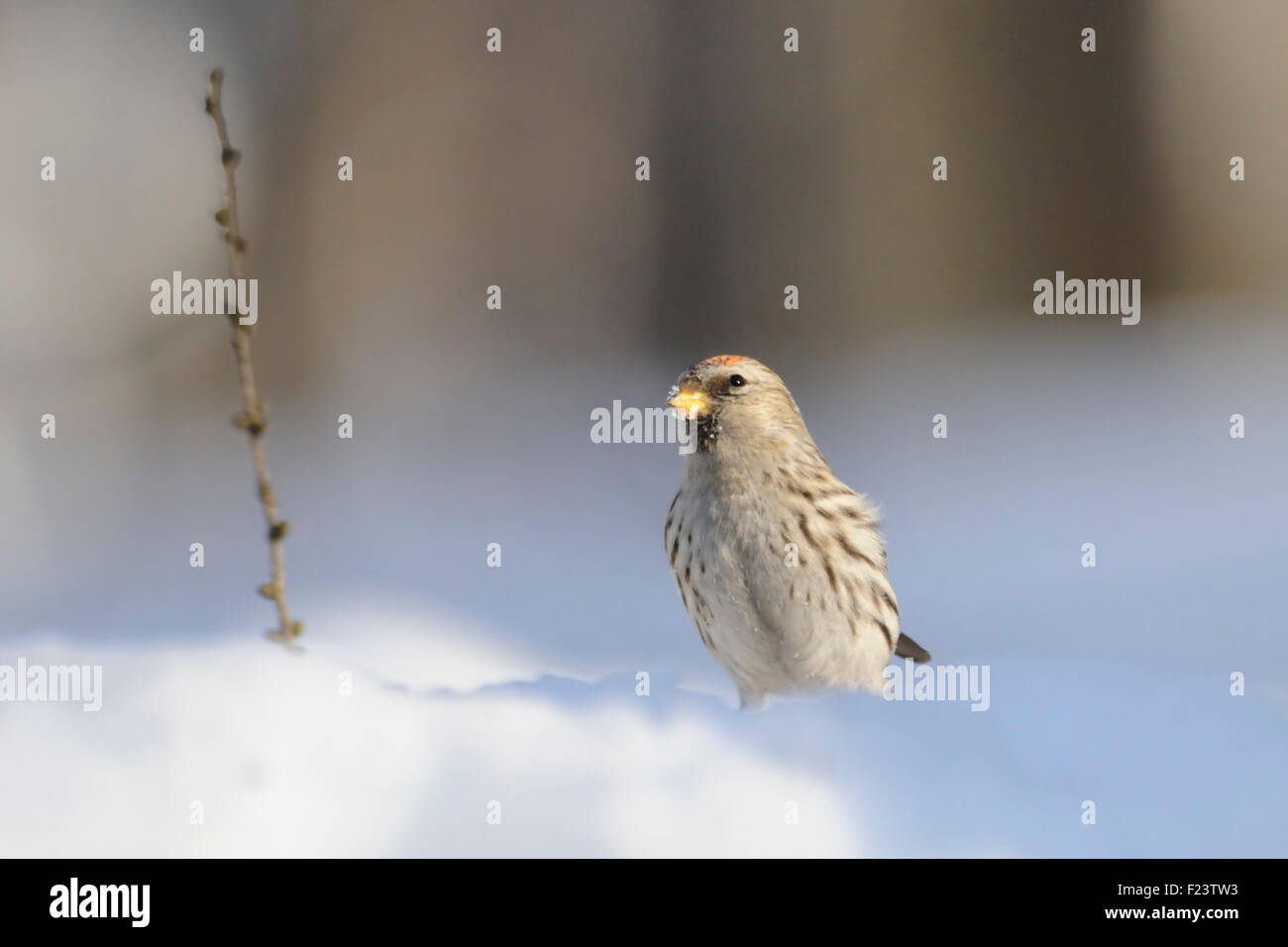 Winter-Redpoll in Schneewehe Stockfoto