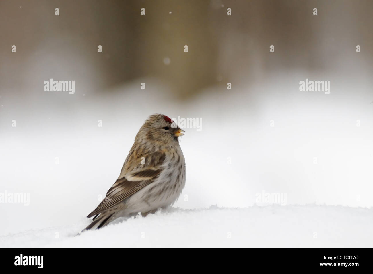 Winter-Redpoll in schneebedeckten Feld in der Nähe von Wald Stockfoto