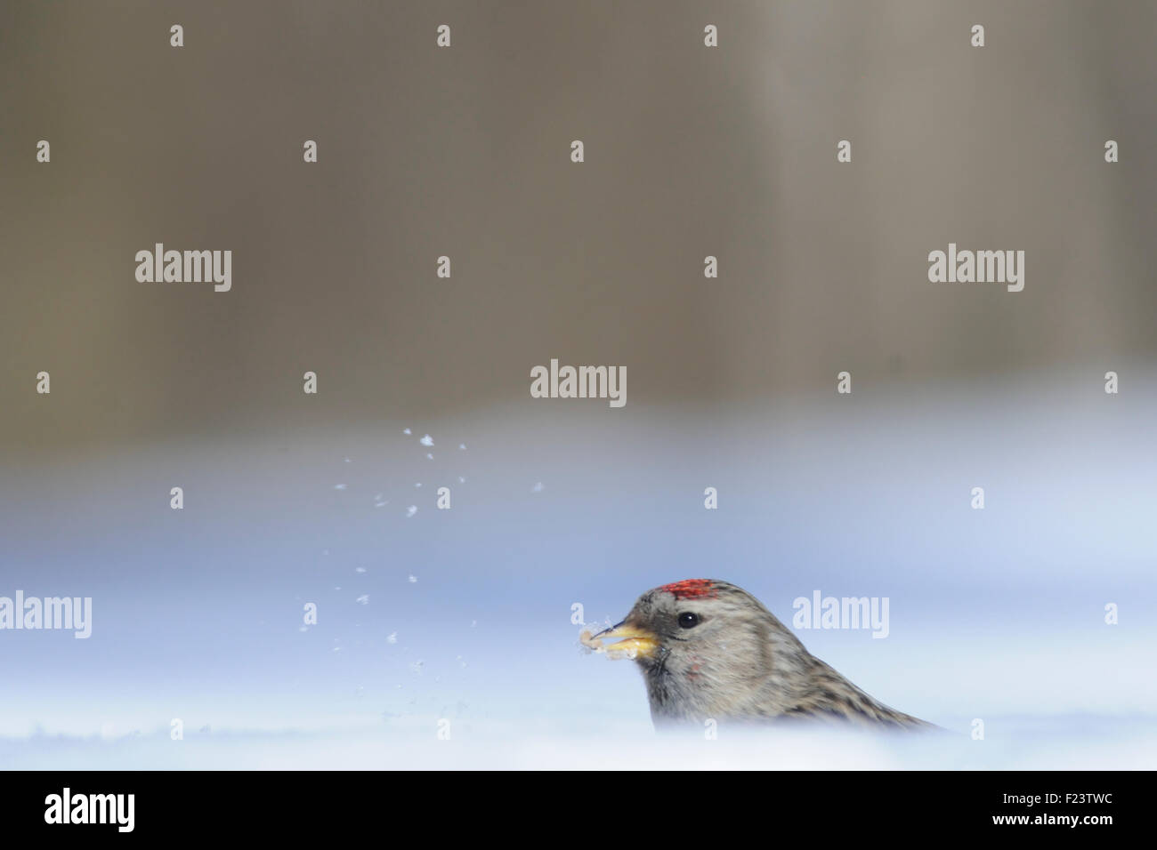 Winter-Redpoll in schneebedeckten Feld in der Nähe von Wald Stockfoto