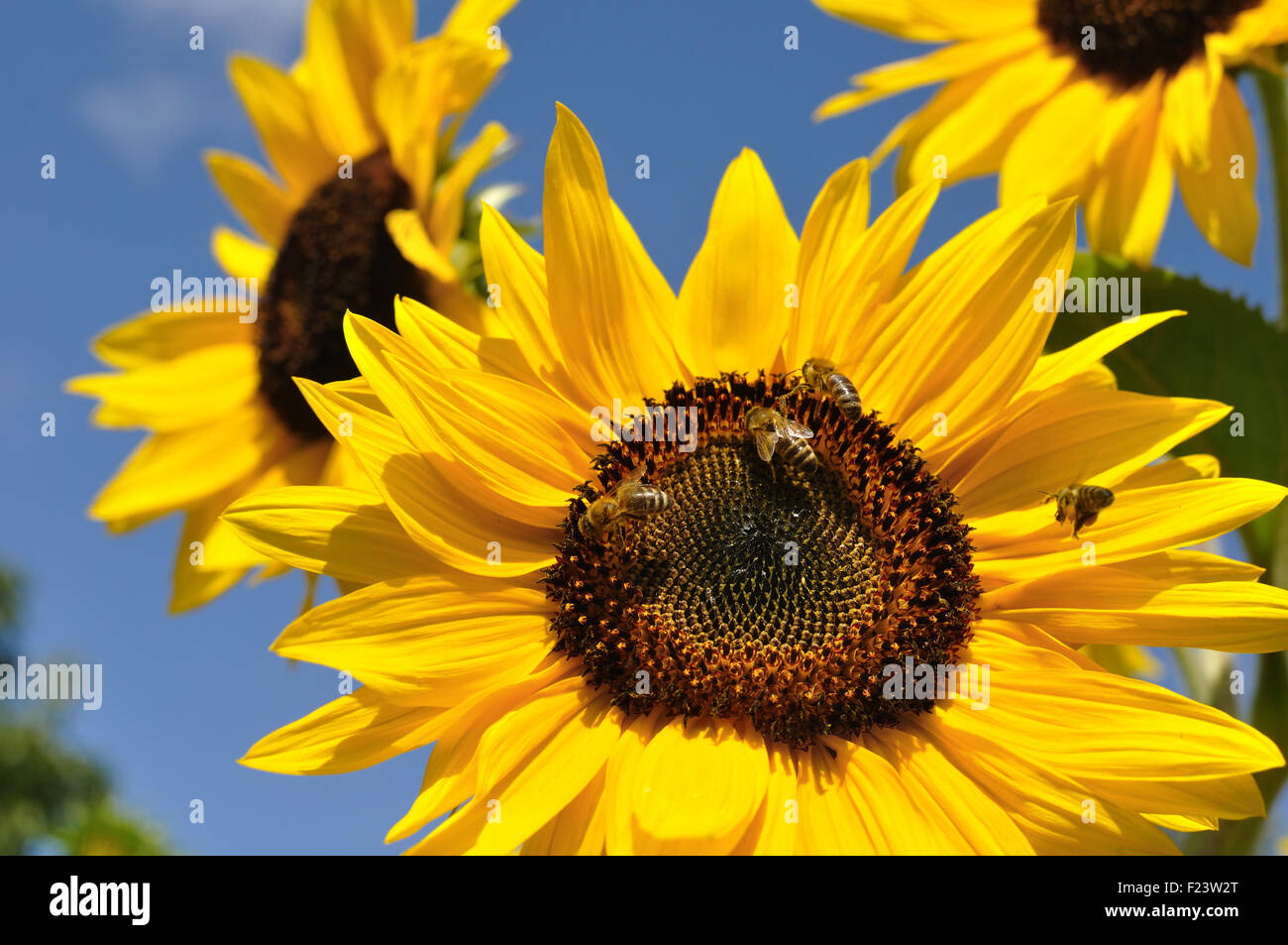 Nahaufnahme der Arbeitsbiene auf blühenden Sonnenblumen Stockfoto