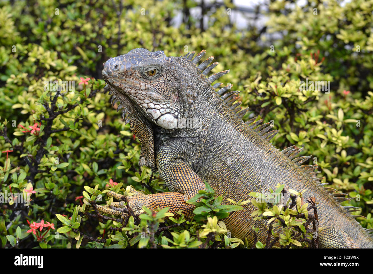 Galápagos Land Leguan (Conolophus), Park-Bolivar, Guayaquil, Ecuador Stockfoto