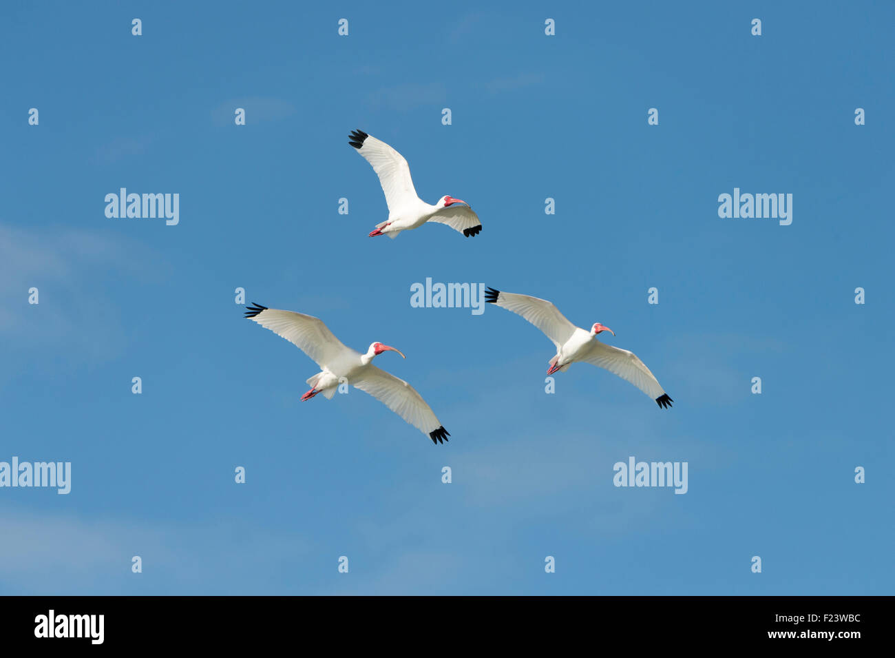 Weißer Ibis (Eudocimus Albus) im Flug, Florida, USA Stockfoto