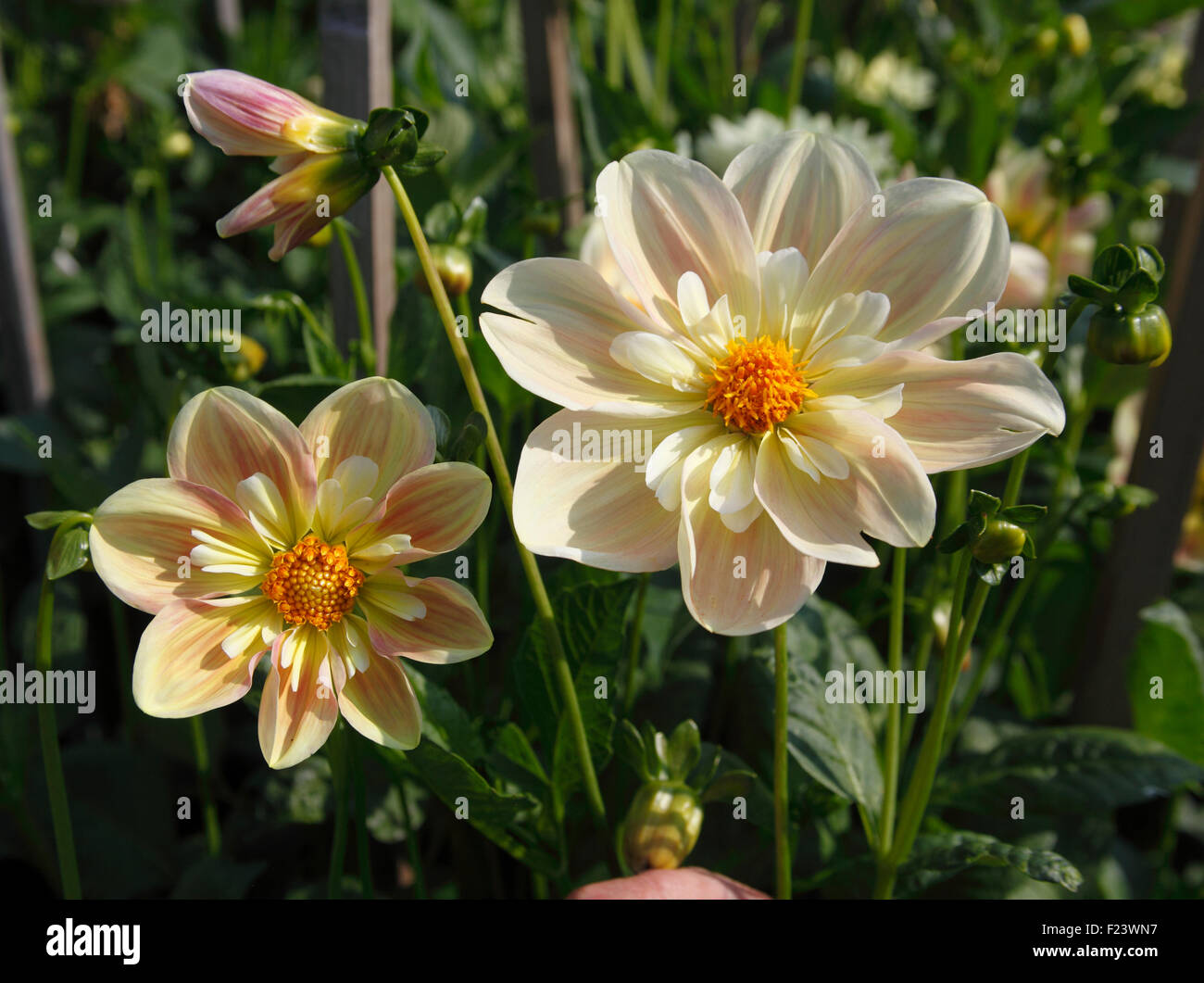 Dahlie "Cameo" Waterlily Nahaufnahme von Blumen Stockfoto
