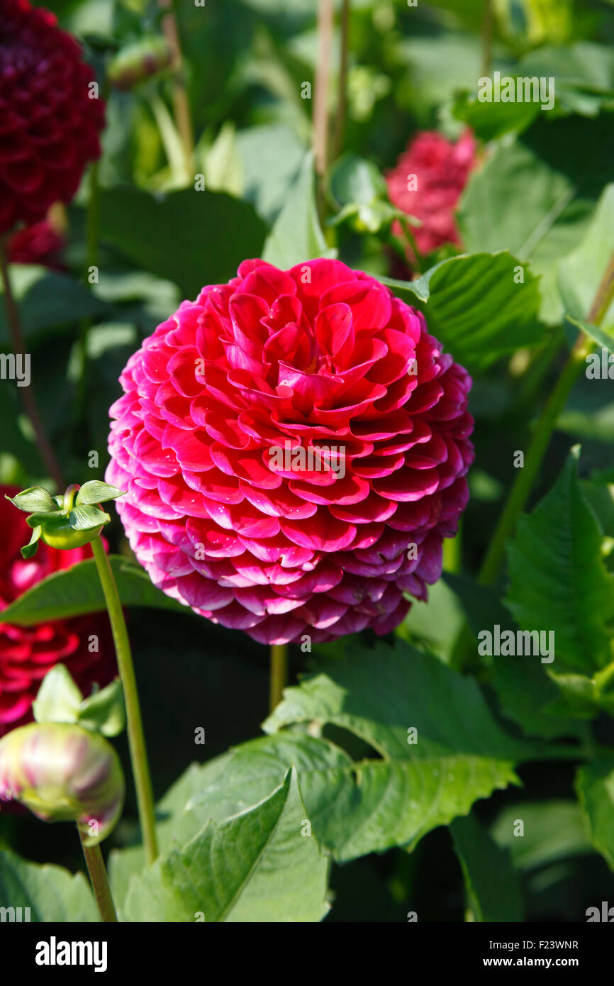 Dahlie "Amiro" kleine Kugel Nahaufnahme Blume Stockfoto