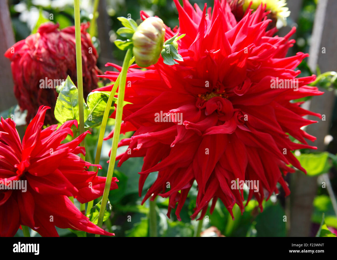 Dahlie "Hillcrest Jake" mittlere halb Kaktus Nahaufnahme Blume Stockfoto