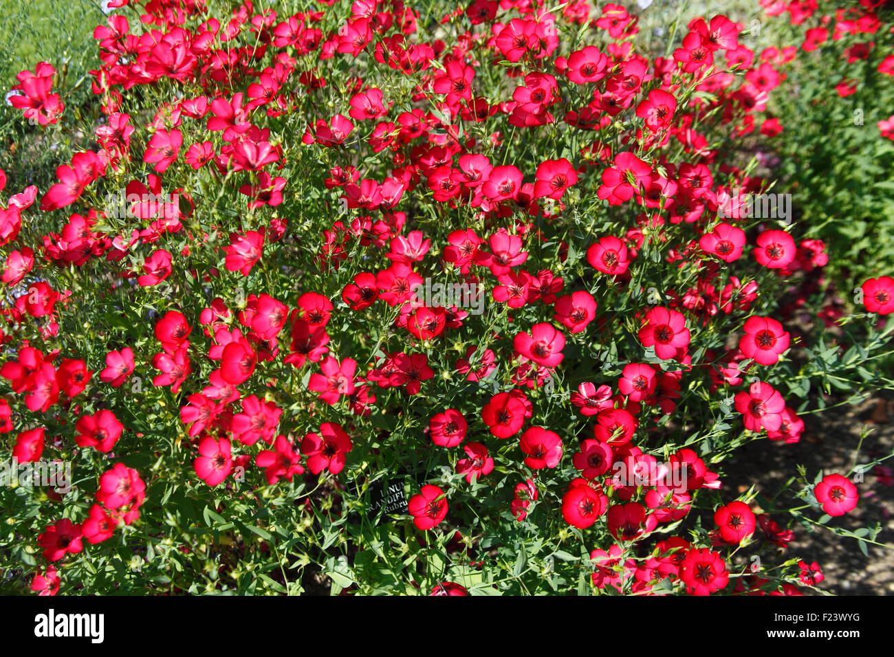Linum Grandiflorum 'Rubrum' Pflanzen in Blumen Stockfotografie Alamy