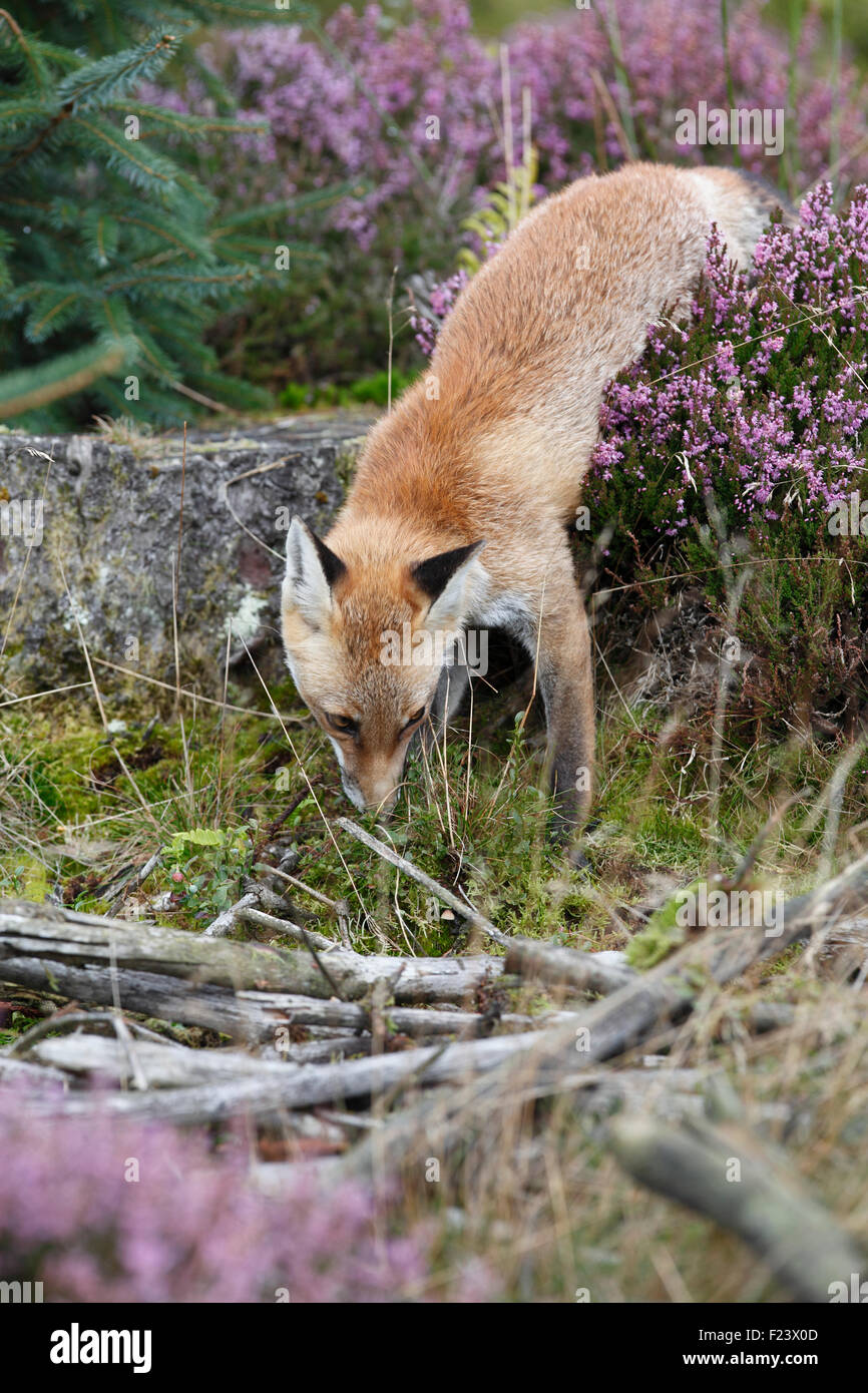 Vulpes Vulpes Fuchs auf der Suche nach Nahrung in Forstwirtschaft Plantage Stockfoto