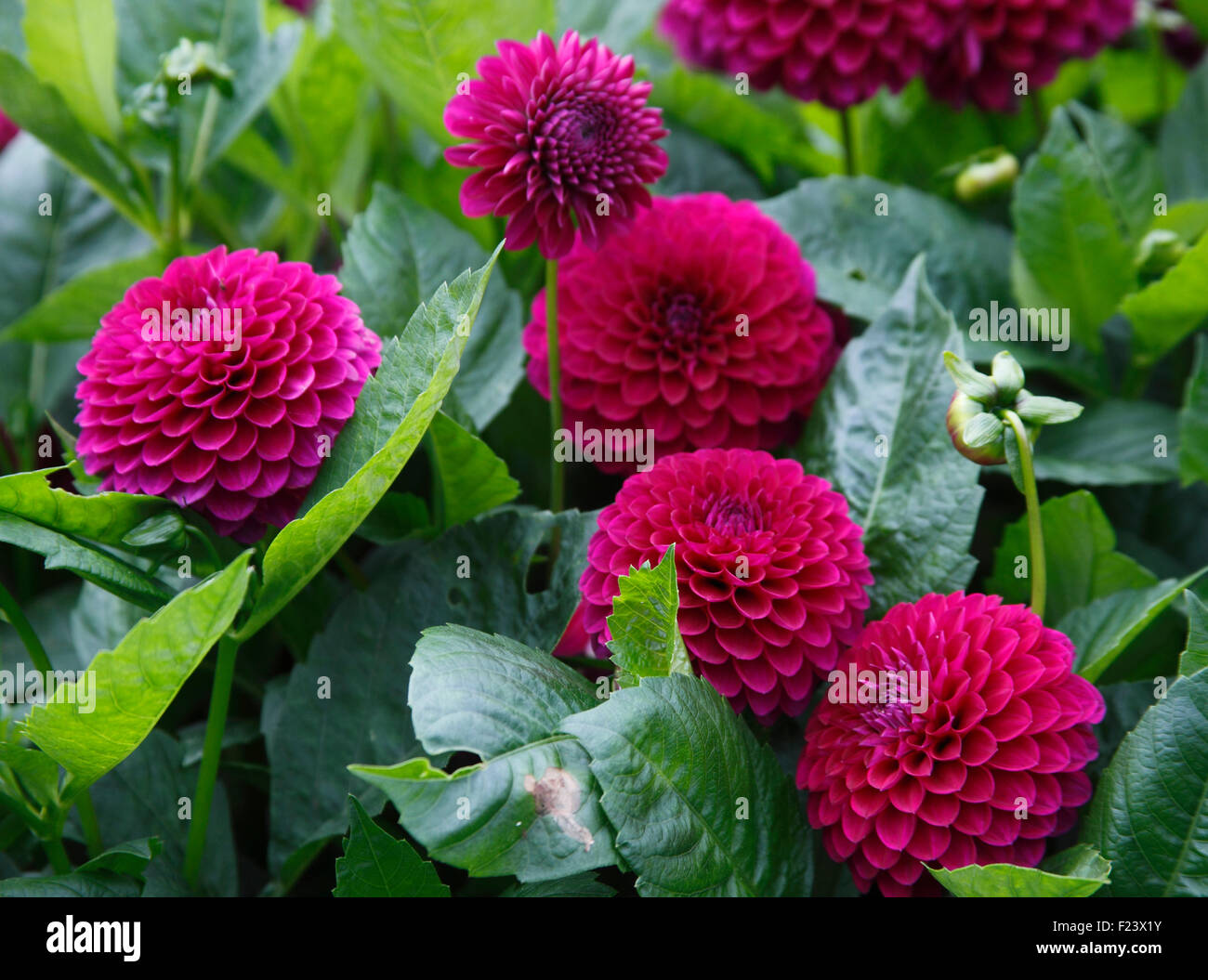 Dahlie "Blyton Royal Velvet" Pflanzen in Blüte Stockfoto