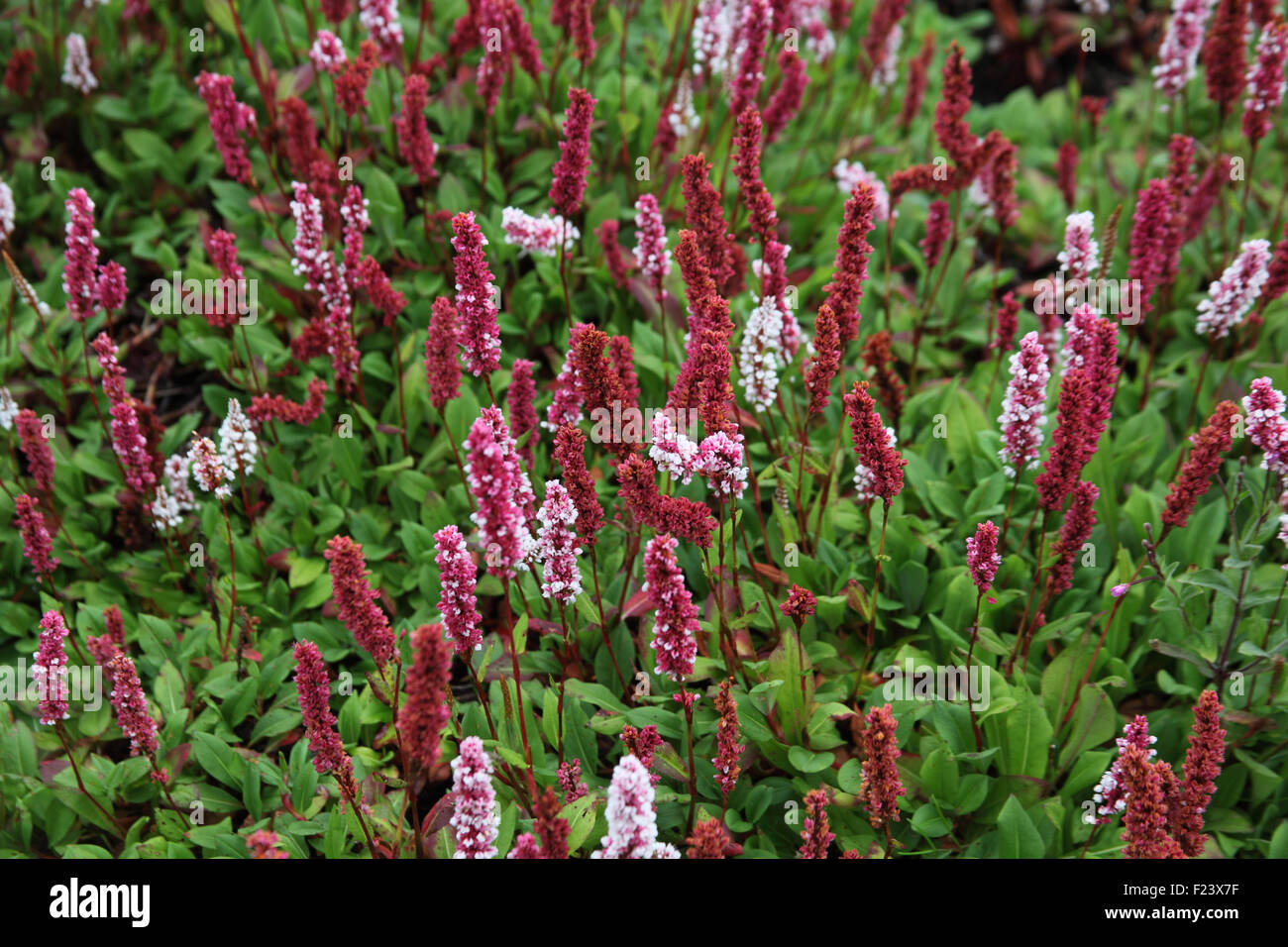 Persicaria Affinis 'Donald Lowndes' Nahaufnahme von Blumen Stockfoto