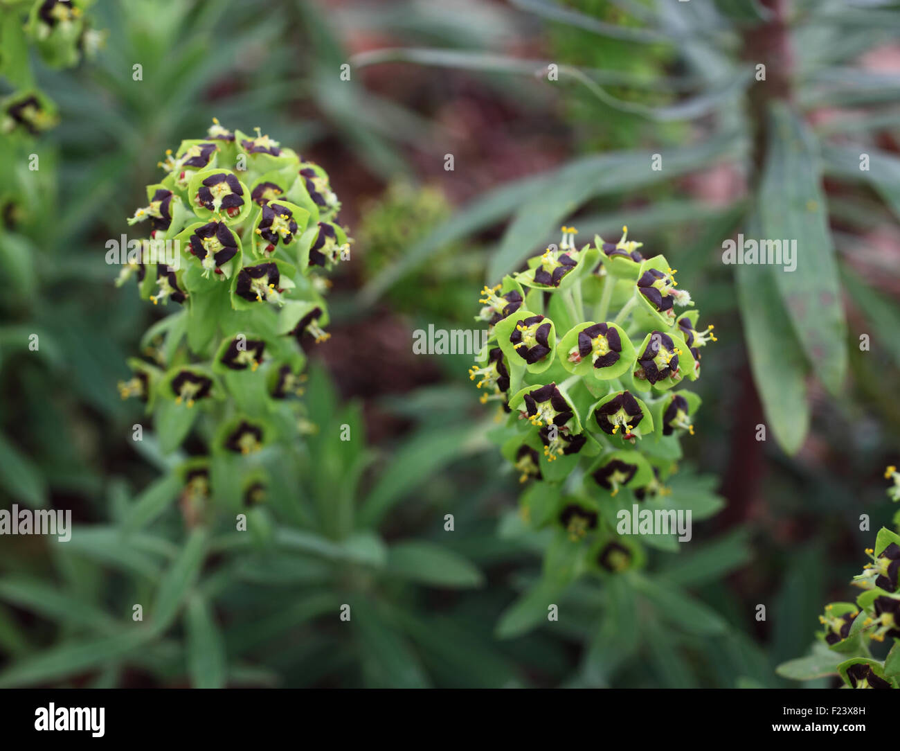 Euphorbia Chariacas "Black Pearl" Nahaufnahme von Pflanze Stockfoto