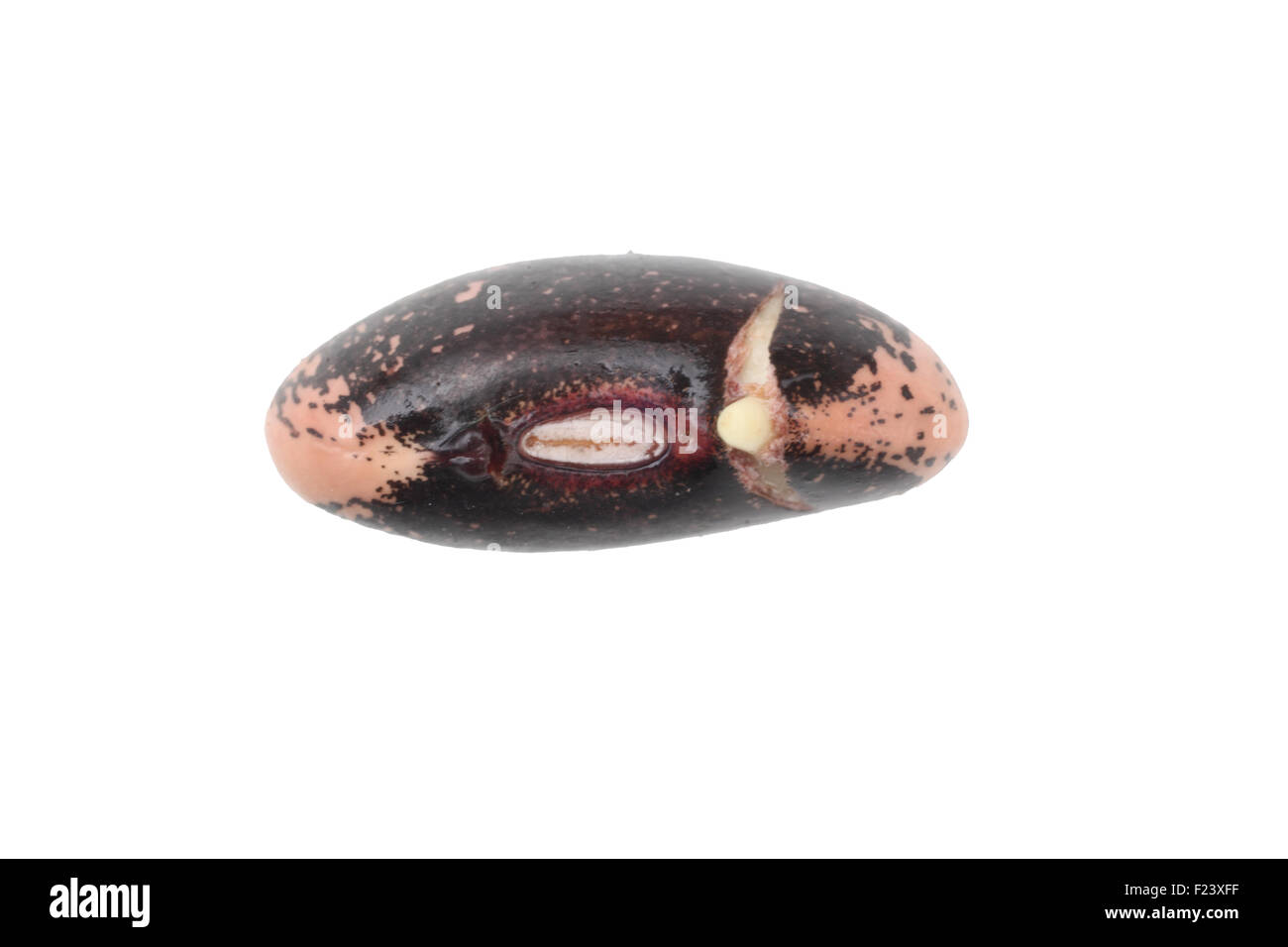 Pre gekeimt Runner Bean Samen zeigt Split Testa und hervorstehende Wurzel Stockfoto