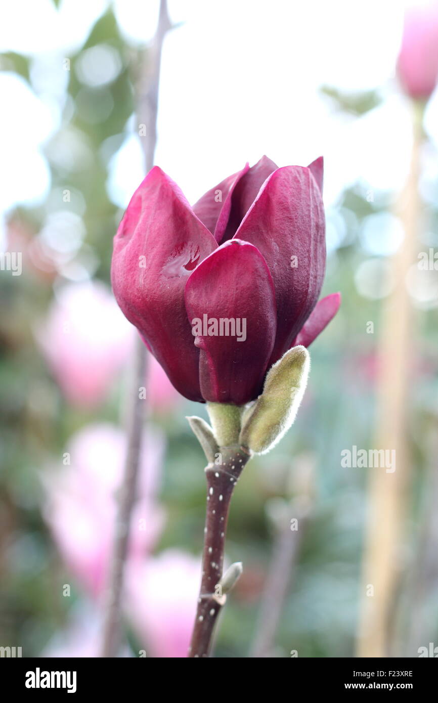 Magnolia × Soulangeana oder auch bekannt als Black Tulip Magnolia Stockfoto