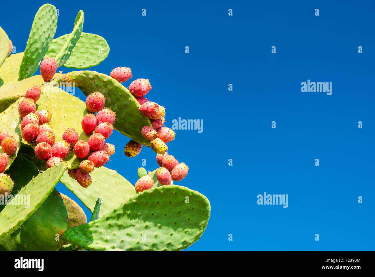 Kaktusfeigen mit roten Früchten und blauer Himmel im Hintergrund Stockfoto