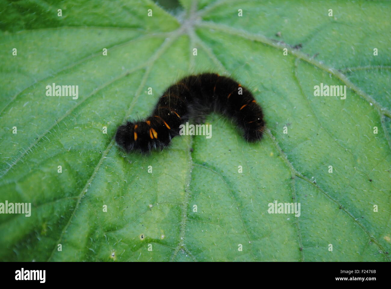 Eine Raupe, die Fox Moth snacks auf einem Gurken-Blatt Stockfoto