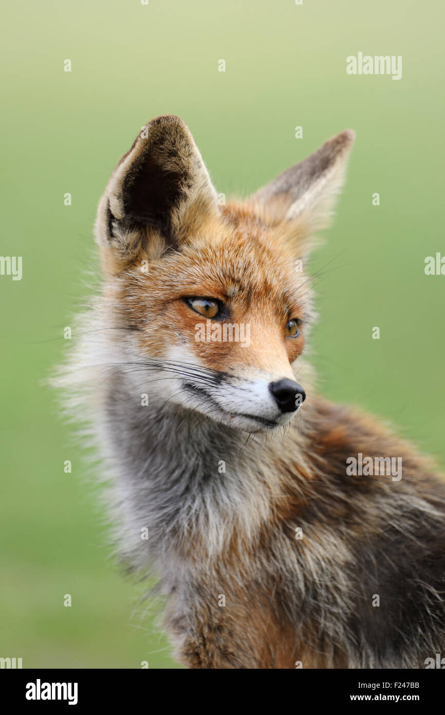 Nahaufnahme, Kopf Bildniss eines Rotfuchs / Rotfuchs (Vulpes Vulpes) sitzen, rückblickend. Stockfoto