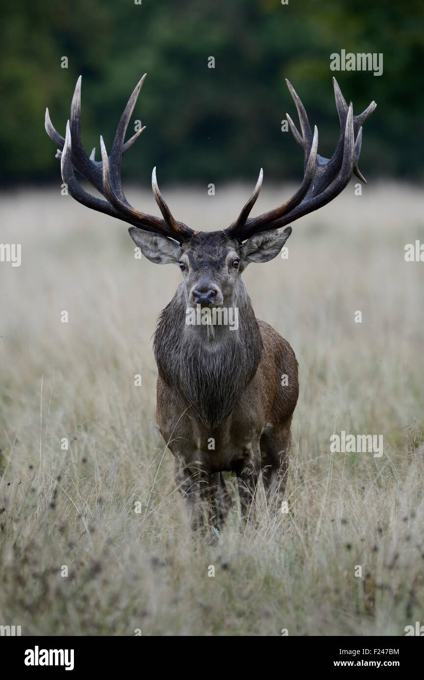 Kräftiger Rothirsch (Cervus elaphus) steht in hohem Gras, direkt vor dem Fotografen, Europa. Stockfoto