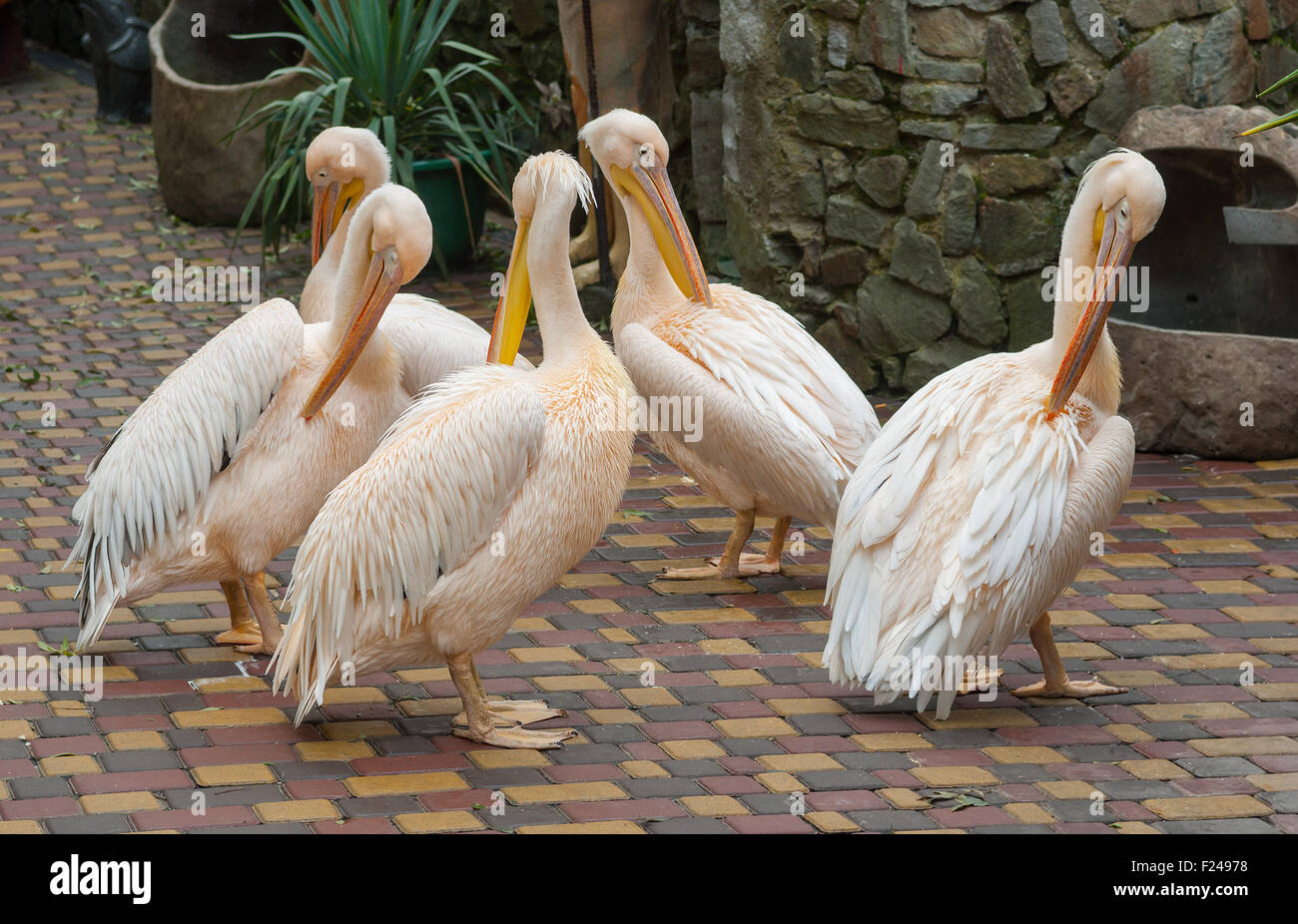 Gruppe von cute Pelikan-Modellen, die begrüßen die Besucher dabei den letzten Schliff zu Haar-Kleid, bevor die erste Gäste kommen zum zoo Stockfoto