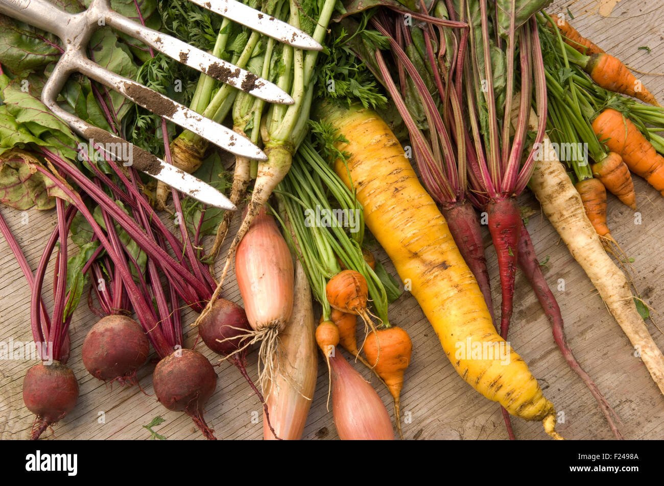 Eine Auswahl an englischen Wurzelgemüse wie Karotten, Pastinaken, Rüben, rote Rüben, Kohlrüben angelegt mit einem Garten Gabel. Stockfoto