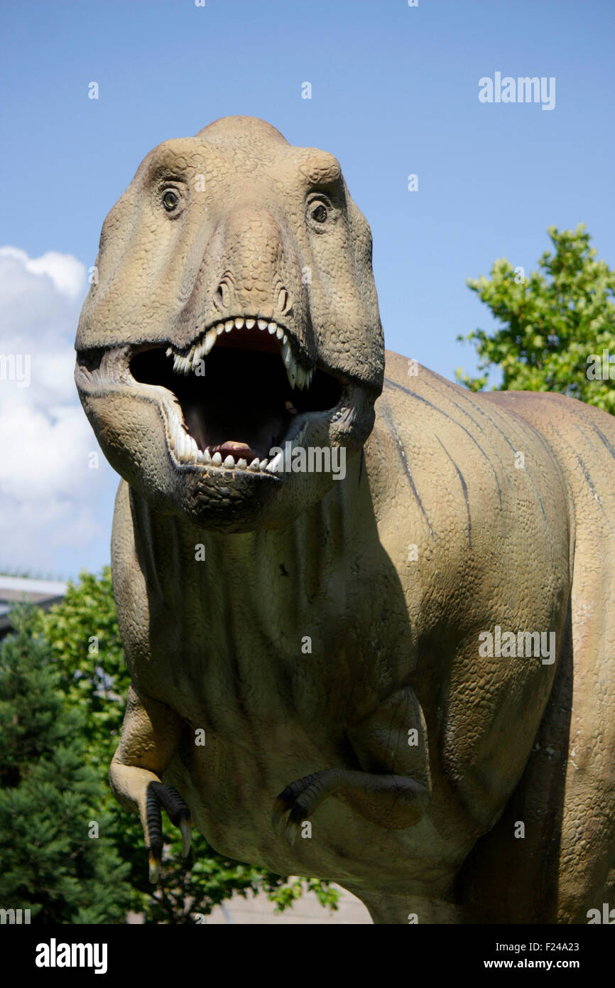 Dinosaurier (Tyrannus Saurus Rex), Frankfurt am Main. Stockfoto