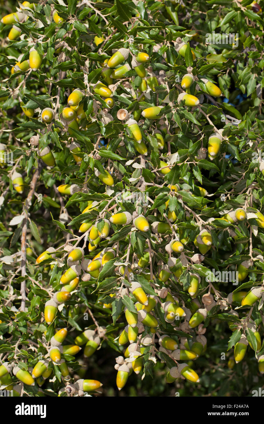 Steineiche, Holly Eiche, immergrüne Eiche, Eiche, Obst, Eichel, Eicheln, Steineiche, Stein-Eiche, Früchte, Frucht, Eicheln, Quercus Ilex Stockfoto