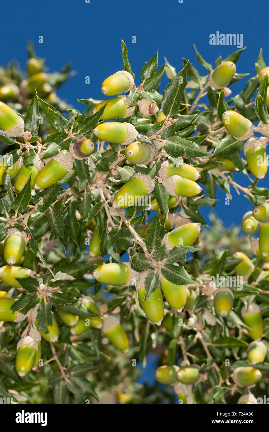 Steineiche, Holly Eiche, immergrüne Eiche, Eiche, Obst, Eichel, Eicheln, Steineiche, Stein-Eiche, Früchte, Frucht, Eicheln, Quercus Ilex Stockfoto