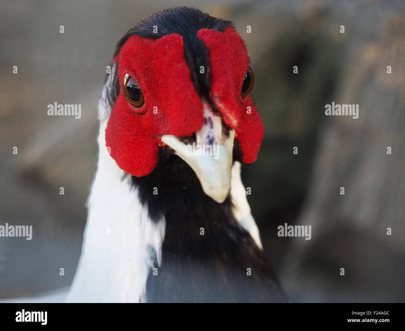 Roter fasan -Fotos und -Bildmaterial in hoher Auflösung – Alamy