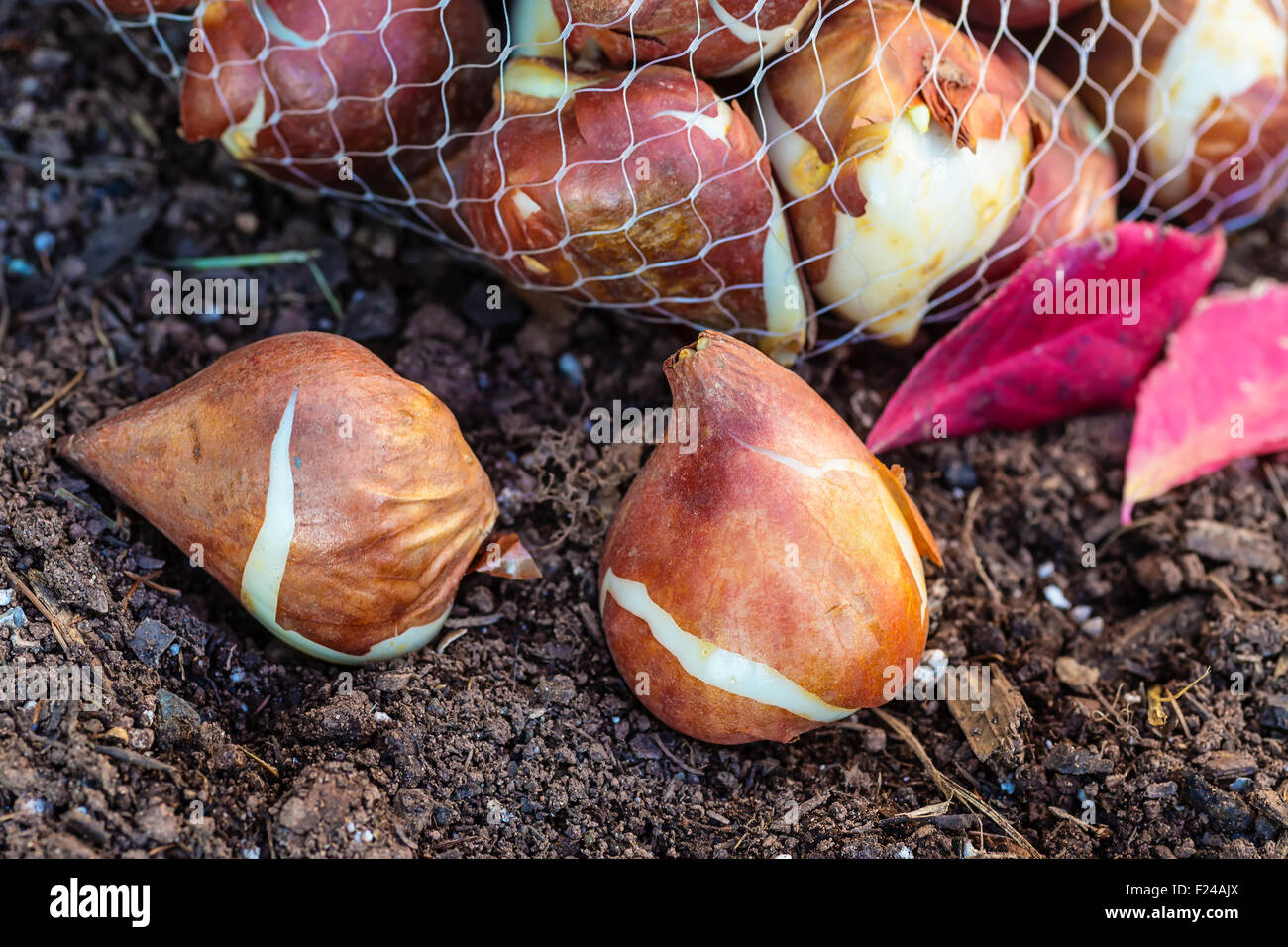 Tulpenzwiebeln bereit, im heimischen Garten zu Pflanzen. Stockfoto