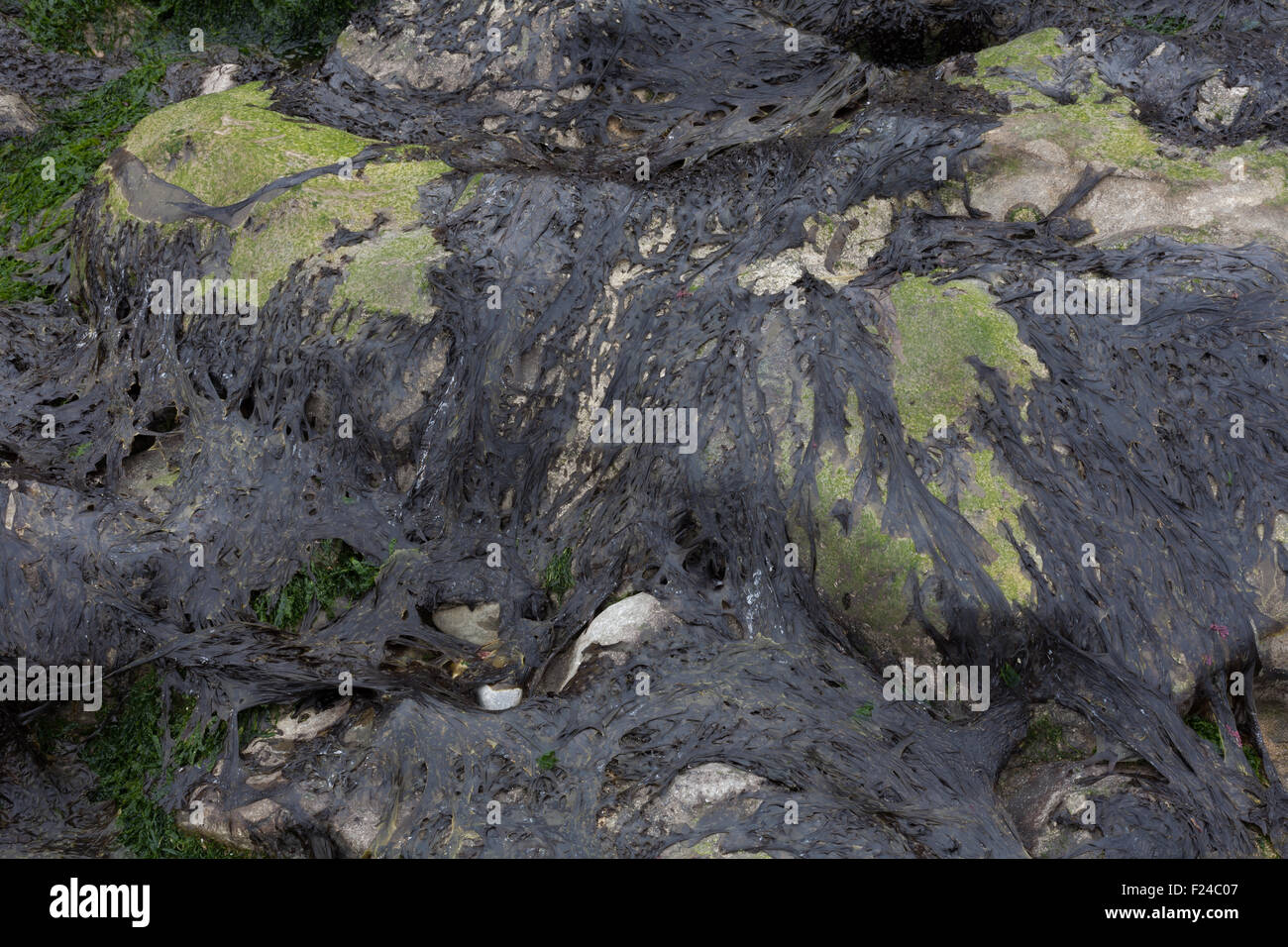 Algen auf Felsen auf der Halbinsel Gower, Swansea, der Typ, der verwendet wird, um die Waliser Delikatesse machen als Laverbread bezeichnet. Stockfoto