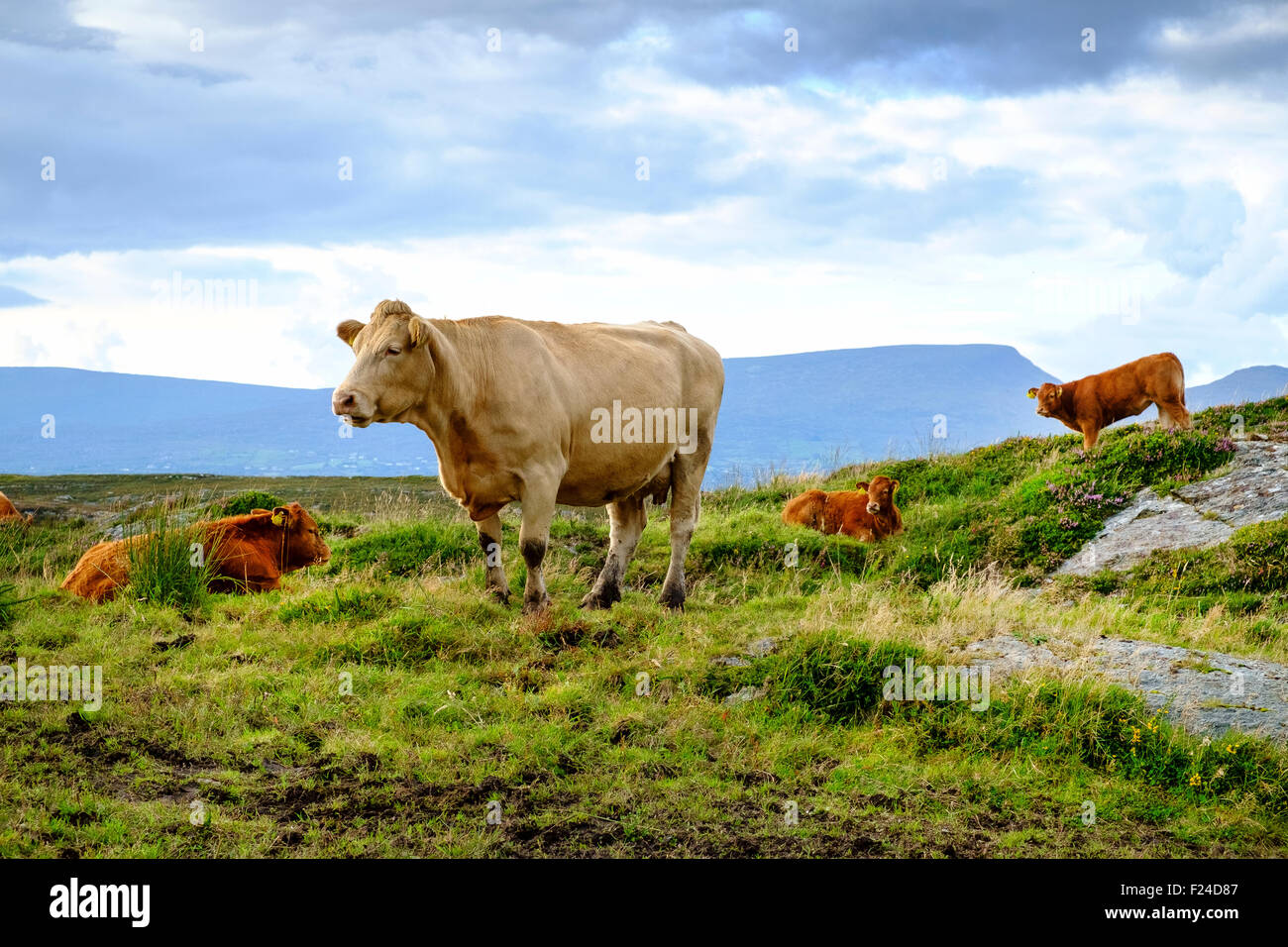 Rinder in der irischen Landschaft Stockfoto