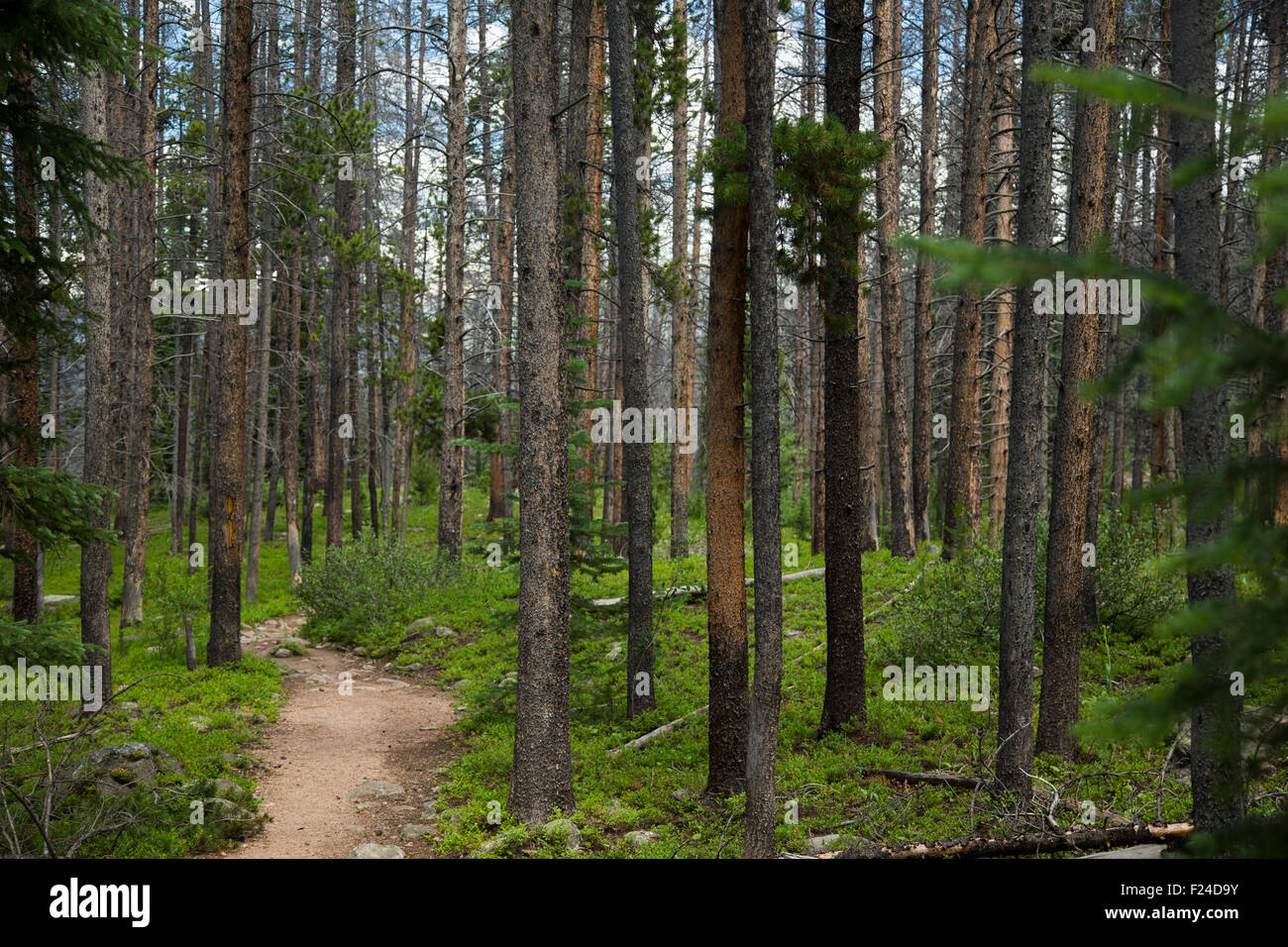 Silverthorne, Colorado - ein Wanderweg im Eagles Nest Wildnisgebiet, Teil des White River National Forest. Stockfoto