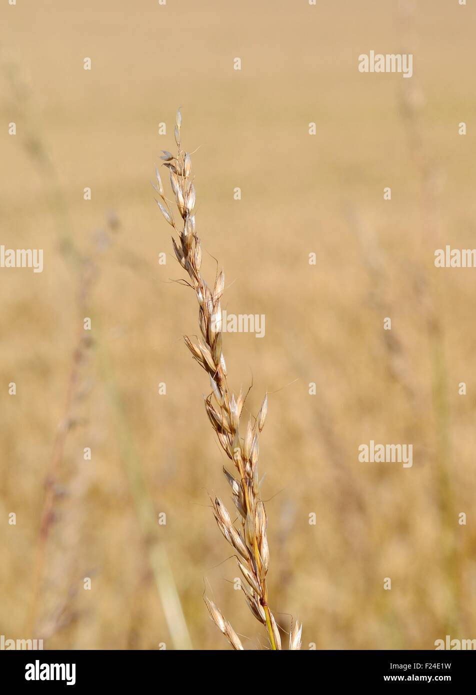 Kultur hautnah Stockfoto