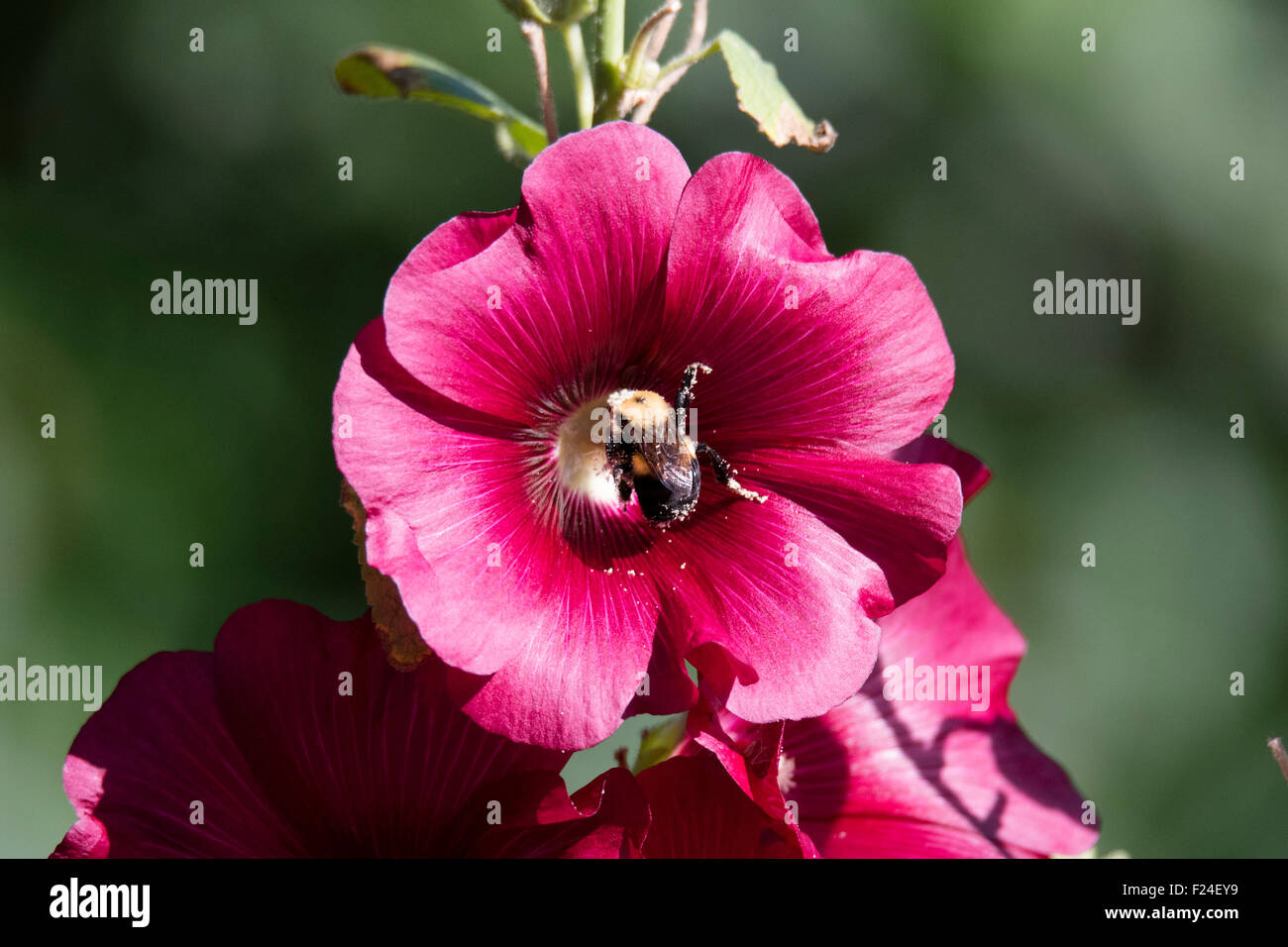 Bumble Bee Pollen sammeln Stockfoto