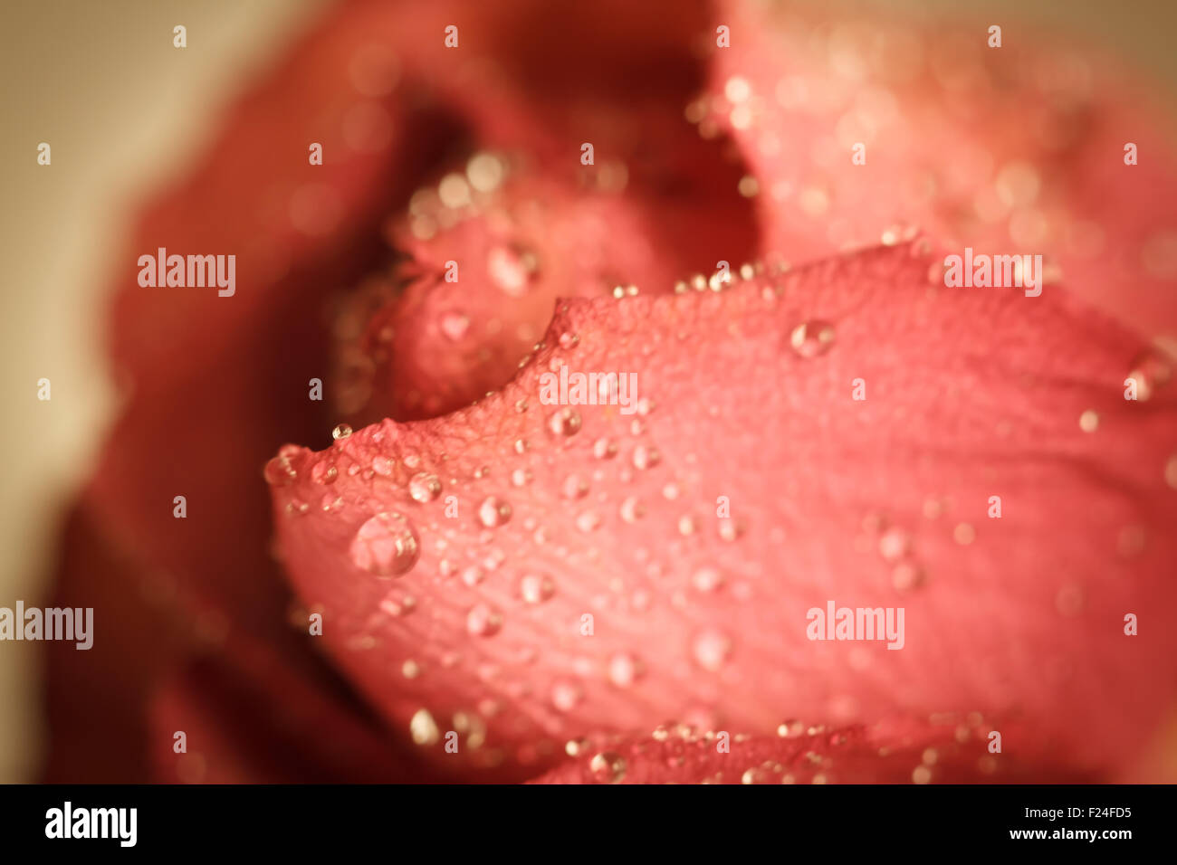 rote rose Stockfoto