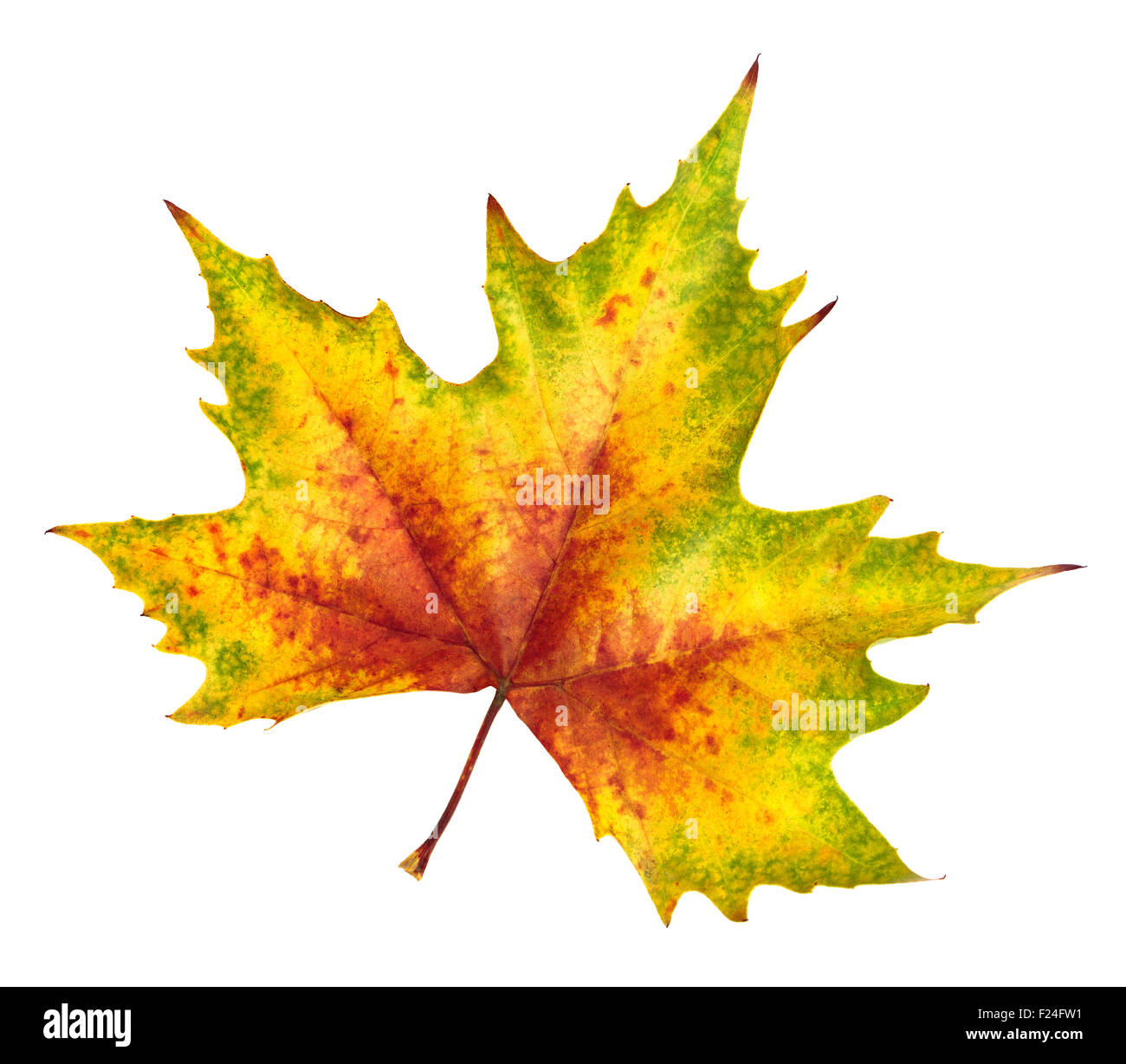 Schöne bunte Maple leaf in rot, gelb und grün, Symbol für Herbst, isoliert auf weißem Hintergrund, reich an Farben und Details Stockfoto