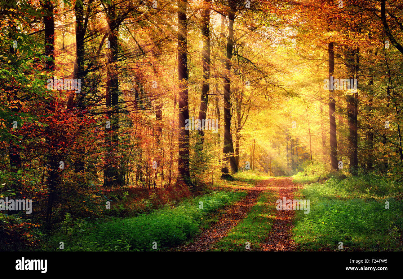 Herbstliche Waldlandschaft mit warmen Lichtstrahlen erleuchtende gold Laub und ein Wanderweg führt in die Szene Stockfoto