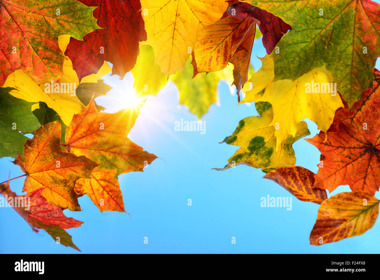 Buntes Herbstlaub im Vordergrund umrahmen den klaren blauen Himmel und die Sonne im Hintergrund Stockfoto